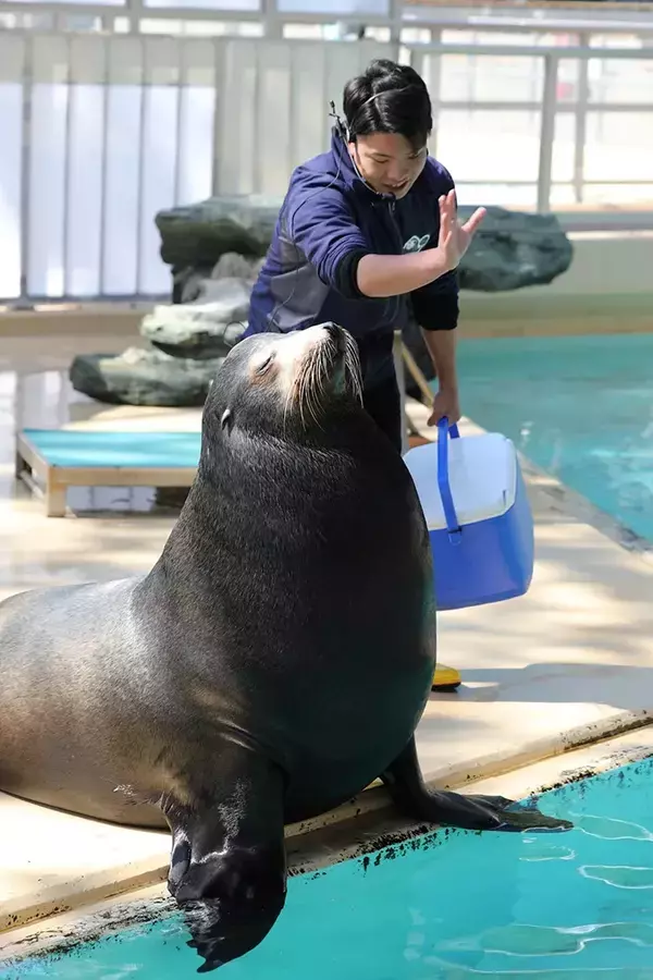 水族館でアシカのイベントが中止に　その理由に「面白すぎる」「なら仕方ない」