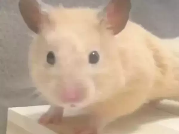 「どこからどう見ても…」　7万人が絶賛したハムスターの姿に「プロ顔負け」「先生と呼ばせて」