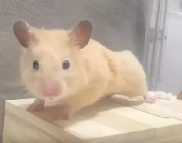 「どこからどう見ても…」　7万人が絶賛したハムスターの姿に「プロ顔負け」「先生と呼ばせて」