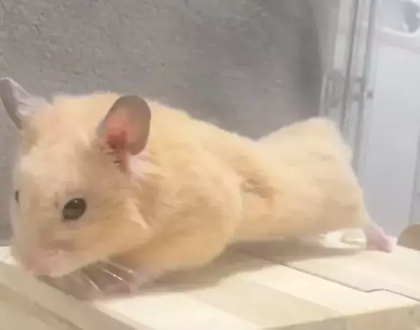 「どこからどう見ても…」　7万人が絶賛したハムスターの姿に「プロ顔負け」「先生と呼ばせて」