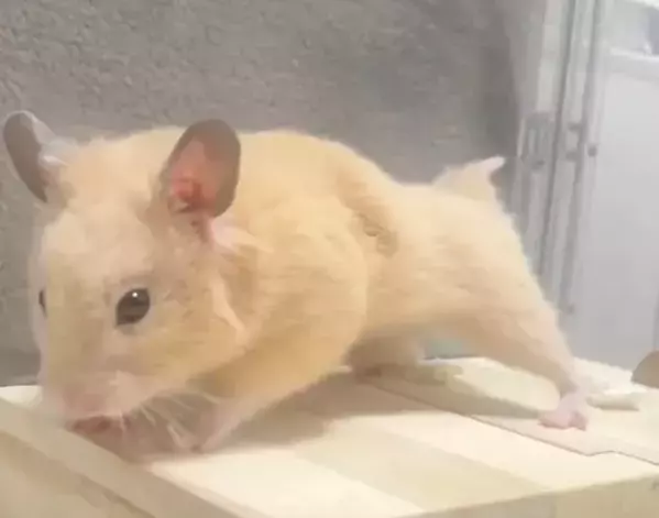 「どこからどう見ても…」　7万人が絶賛したハムスターの姿に「プロ顔負け」「先生と呼ばせて」