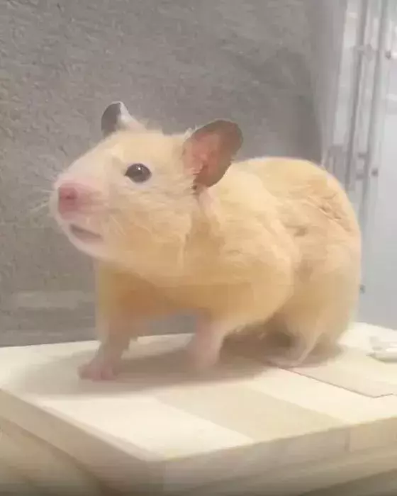 「どこからどう見ても…」　7万人が絶賛したハムスターの姿に「プロ顔負け」「先生と呼ばせて」