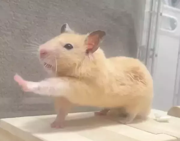 「どこからどう見ても…」　7万人が絶賛したハムスターの姿に「プロ顔負け」「先生と呼ばせて」