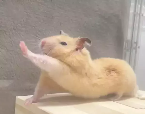 「どこからどう見ても…」　7万人が絶賛したハムスターの姿に「プロ顔負け」「先生と呼ばせて」