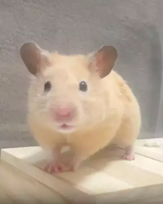 「どこからどう見ても…」　7万人が絶賛したハムスターの姿に「プロ顔負け」「先生と呼ばせて」