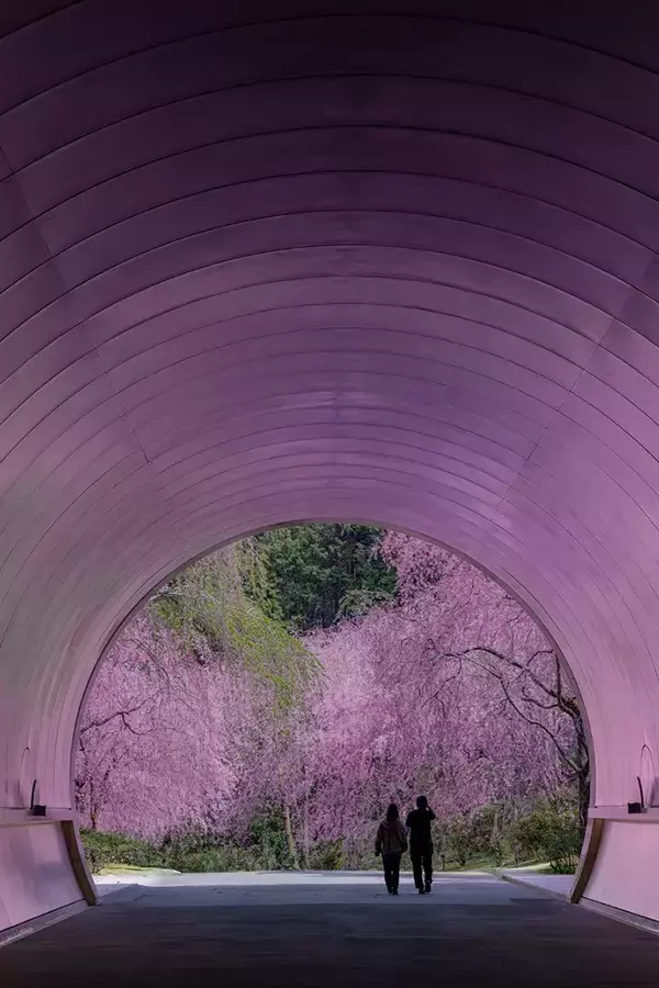 『トンネルを抜けると、そこは春に包まれていた』　桜の絶景に「幻想的」「桃源郷に続きそう」