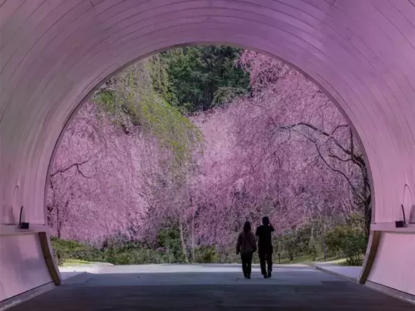 『トンネルを抜けると、そこは春に包まれていた』　桜の絶景に「幻想的」「桃源郷に続きそう」