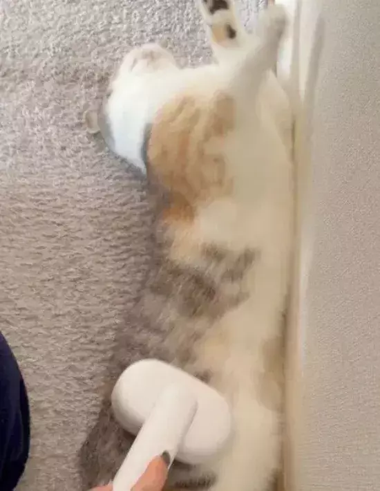 ブラッシングで我を忘れてしまった猫　行き着いたポーズが見事すぎる！