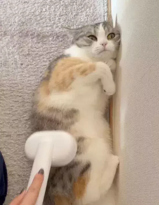ブラッシングで我を忘れてしまった猫　行き着いたポーズが見事すぎる！