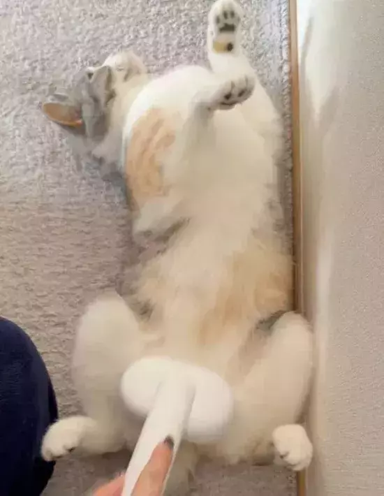 ブラッシングで我を忘れてしまった猫　行き着いたポーズが見事すぎる！