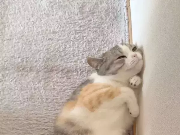 ブラッシングで我を忘れてしまった猫　行き着いたポーズが見事すぎる！