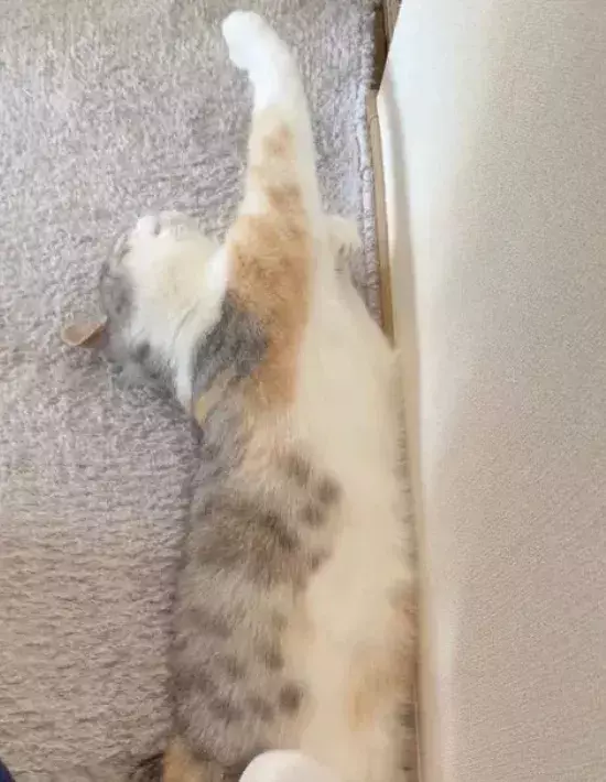 ブラッシングで我を忘れてしまった猫　行き着いたポーズが見事すぎる！