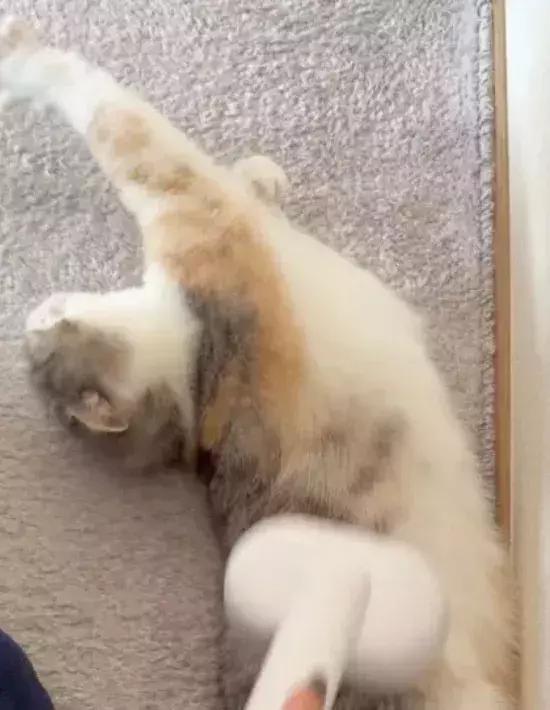 ブラッシングで我を忘れてしまった猫　行き着いたポーズが見事すぎる！