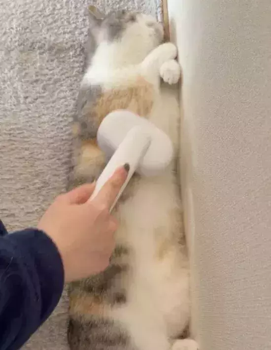 ブラッシングで我を忘れてしまった猫　行き着いたポーズが見事すぎる！