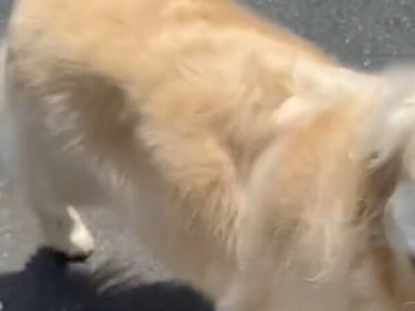 「朝から号泣した」　散歩に行く気分じゃない飼い主が、愛犬を連れて出かけたら…？