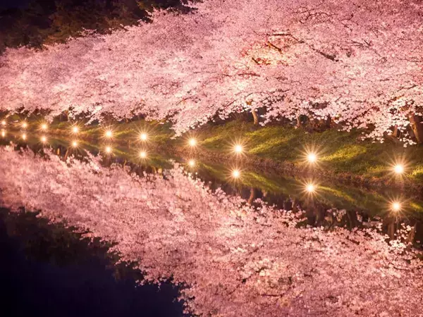 水面に溶け出すピンク色…　ライトアップされた夜桜に「語彙力を奪われる」「圧巻」