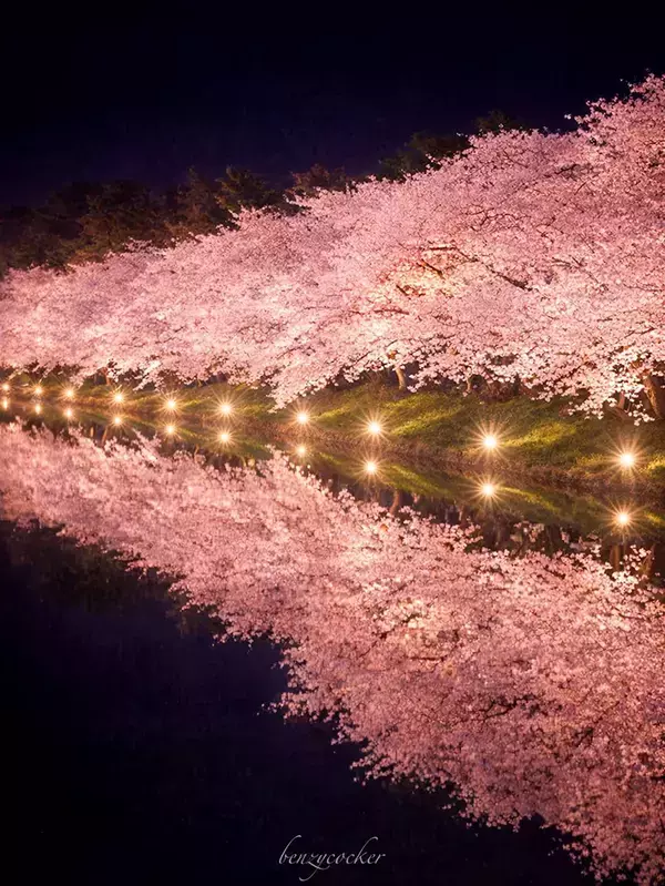 水面に溶け出すピンク色…　ライトアップされた夜桜に「語彙力を奪われる」「圧巻」