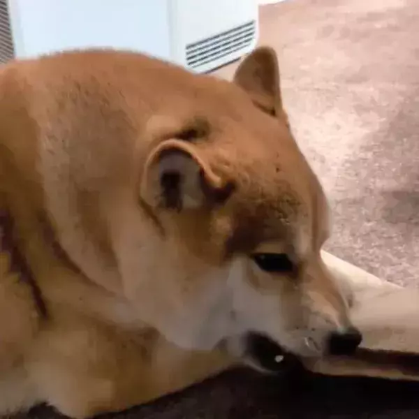 柴犬が必死で守っていた『モノ』　思わぬ正体にツッコミ殺到