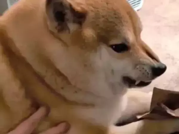 柴犬が必死で守っていた『モノ』　思わぬ正体にツッコミ殺到
