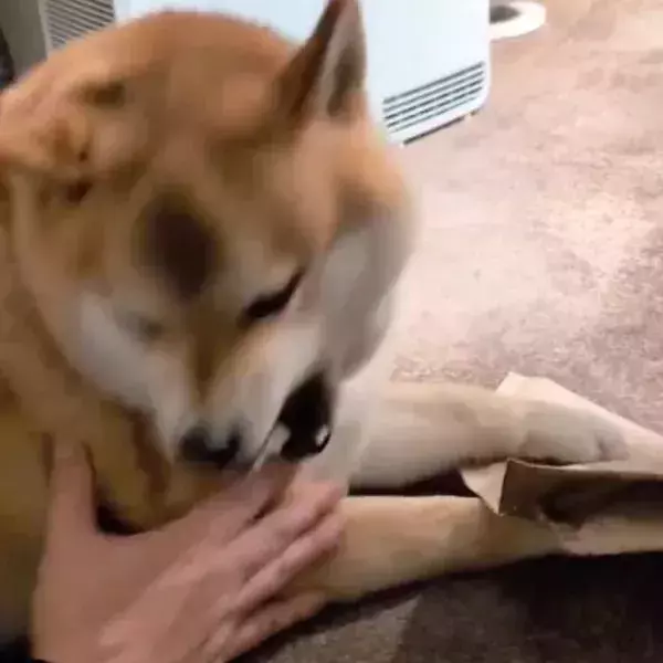 柴犬が必死で守っていた『モノ』　思わぬ正体にツッコミ殺到