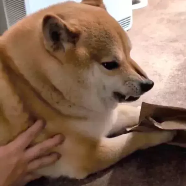 柴犬が必死で守っていた『モノ』　思わぬ正体にツッコミ殺到