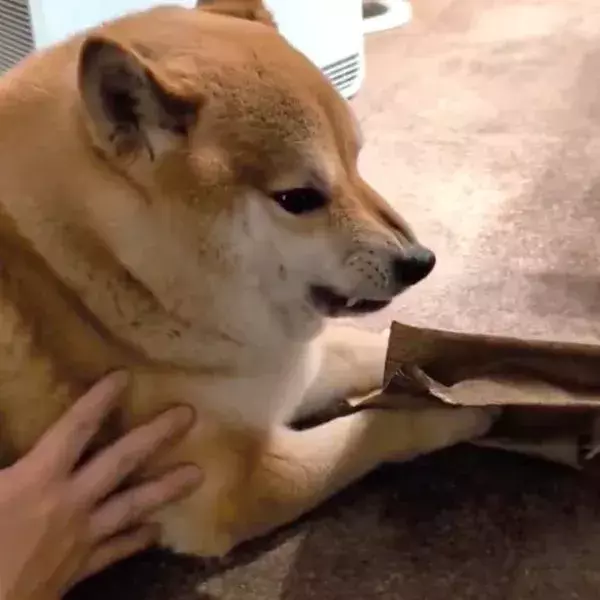 柴犬が必死で守っていた『モノ』　思わぬ正体にツッコミ殺到