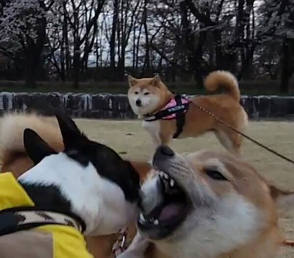 「若いわね～」と言ってそう…　夢中で遊んでいる2匹、視線をずらすと？