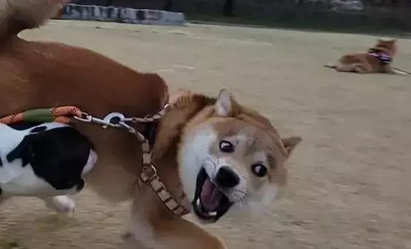 「若いわね～」と言ってそう…　夢中で遊んでいる2匹、視線をずらすと？