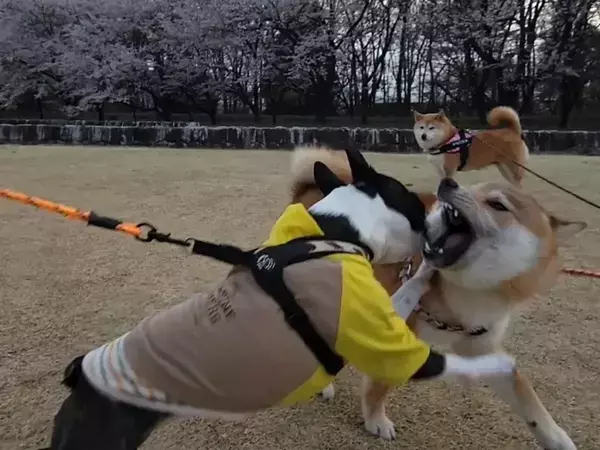 「若いわね～」と言ってそう…　夢中で遊んでいる2匹、視線をずらすと？