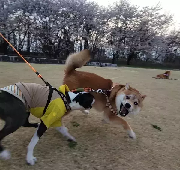 「若いわね～」と言ってそう…　夢中で遊んでいる2匹、視線をずらすと？