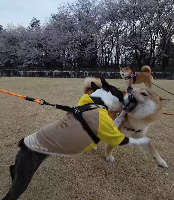 「若いわね～」と言ってそう…　夢中で遊んでいる2匹、視線をずらすと？