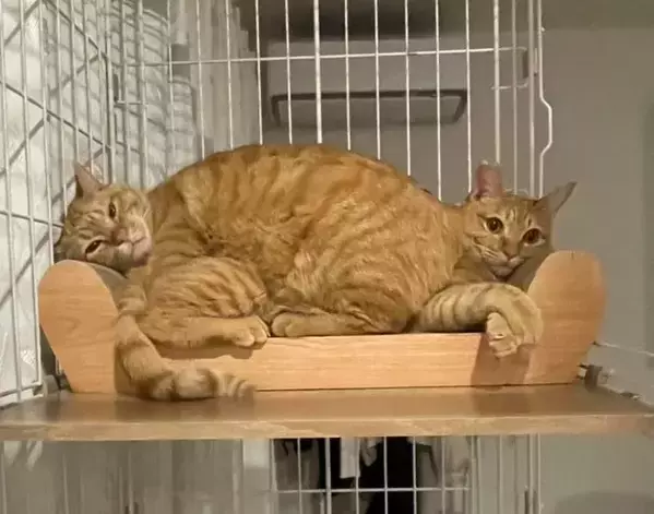 爪研ぎベッドで『完全同化』した猫　「どうなってるの？」と二度見する1枚がコレ