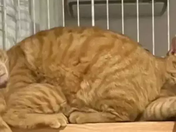 爪研ぎベッドで『完全同化』した猫　「どうなってるの？」と二度見する1枚がコレ