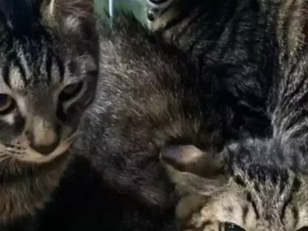 「見るな！撮るな！」　夫がカメラを向けた途端に豹変する猫に18万人が爆笑