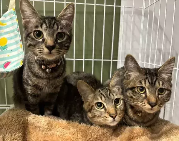 「見るな！撮るな！」　夫がカメラを向けた途端に豹変する猫に18万人が爆笑