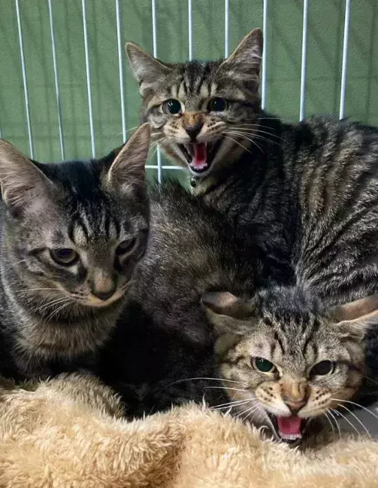 「見るな！撮るな！」　夫がカメラを向けた途端に豹変する猫に18万人が爆笑