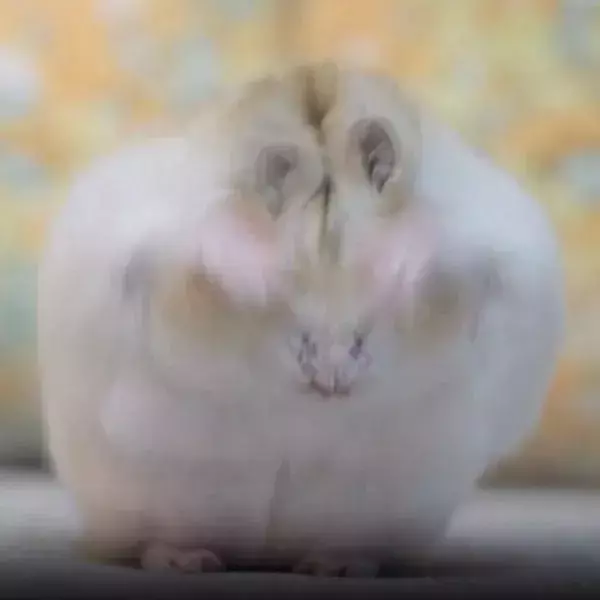 顔を激しくこするハムスター　もふもふに仕上がった直後の笑顔が完璧