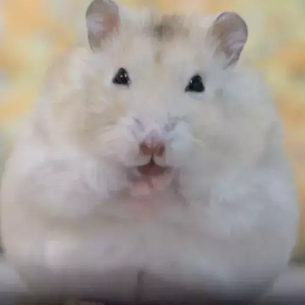 顔を激しくこするハムスター　もふもふに仕上がった直後の笑顔が完璧