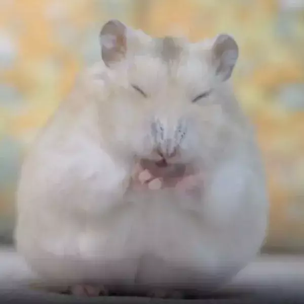 顔を激しくこするハムスター　もふもふに仕上がった直後の笑顔が完璧