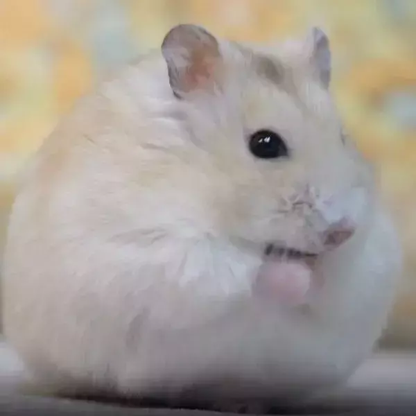 顔を激しくこするハムスター　もふもふに仕上がった直後の笑顔が完璧