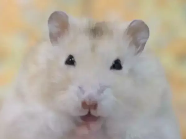 顔を激しくこするハムスター　もふもふに仕上がった直後の笑顔が完璧