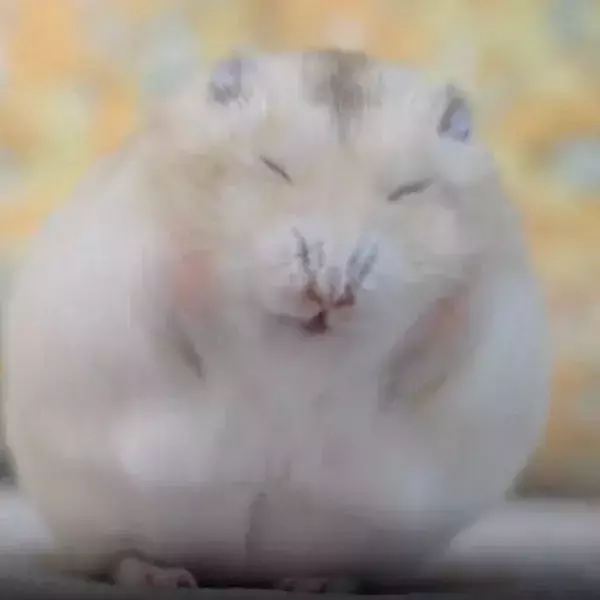 顔を激しくこするハムスター　もふもふに仕上がった直後の笑顔が完璧