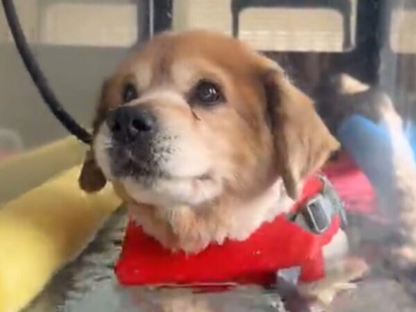 「童顔にもほどがある」「子犬だと思った」　水中を歩く犬の動画に誰もが目を疑ったワケは？