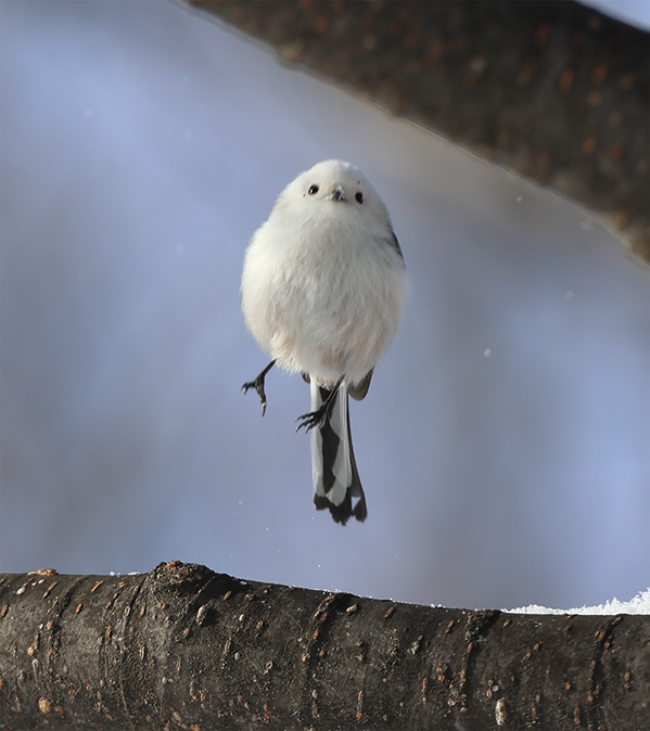 シマエナガがうっかりミス？　激写した姿に「そんなことある！？」「翼の折れた天使かな」