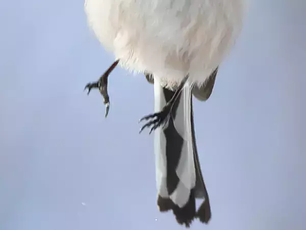 シマエナガがうっかりミス？　激写した姿に「そんなことある！？」「翼の折れた天使かな」