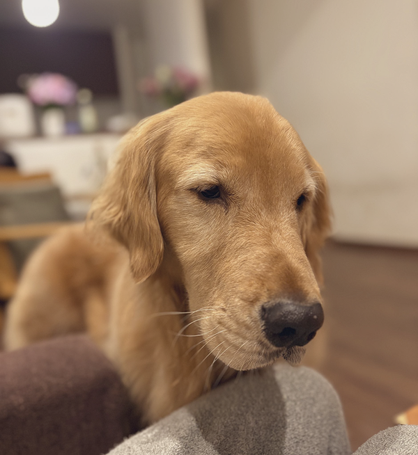 飼い主の『大切な物』を壊した犬　その後の姿に「無罪にしてあげて」「黙秘権を行使してるな」