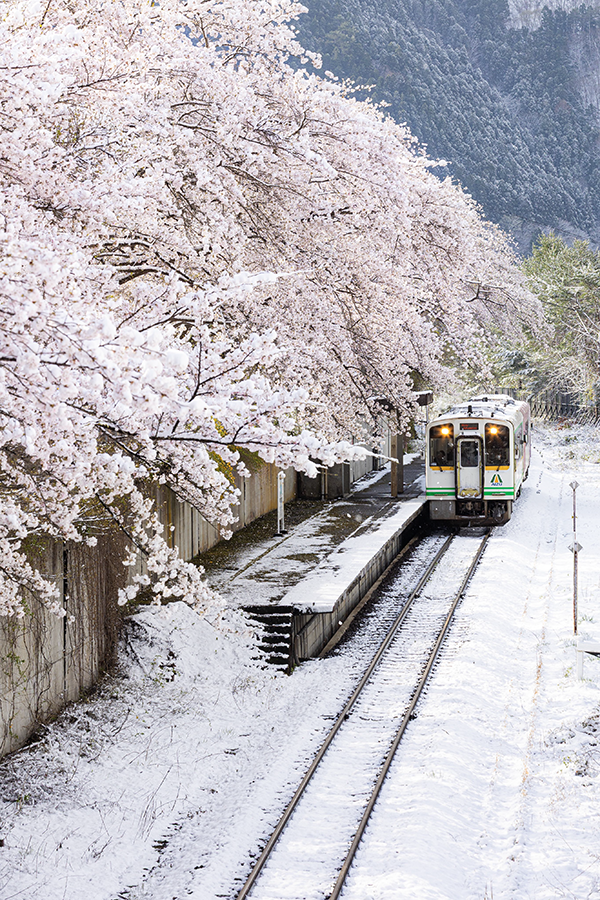 『数年に一度』しか見られない春の絶景　桜隠しに「まさに奇跡の1枚」「初めて見た！」