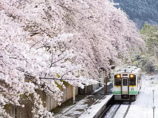 『数年に一度』しか見られない春の絶景　桜隠しに「まさに奇跡の1枚」「初めて見た！」