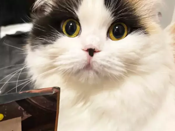 愛猫に『ドン引き』されてしまった飼い主　まさかの原因に「そりゃ引くわ」「なんて不名誉な勘違い」