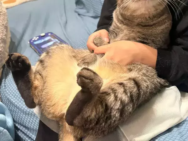 5歳娘に抱っこされた猫　カメラに向けたまさかの顔に「分かりやすくて笑った」「セリフが聞こえてくる」